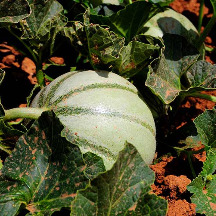 Design sans titre - 2025-11-26T232701.160