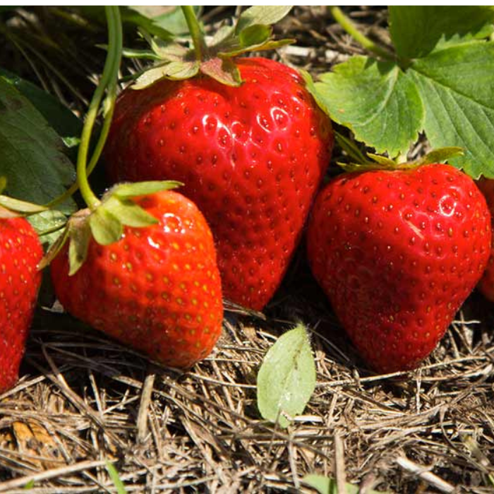 Design sans titre - 2025-11-26T232749.598