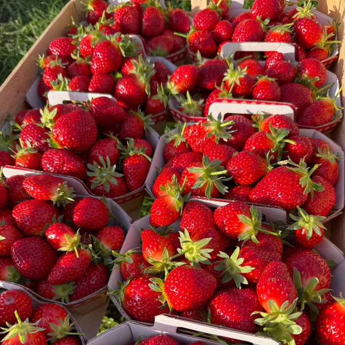 Design sans titre - 2025-11-26T232930.667