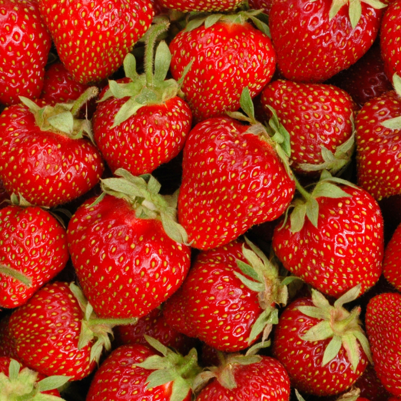 fraise cercle des producteurs