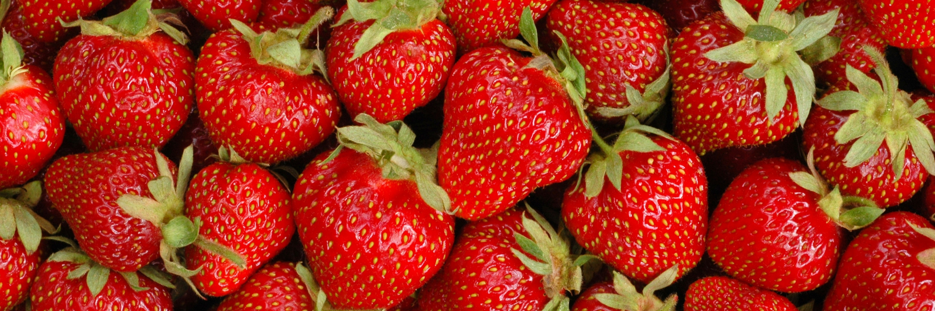 fraise cercle des producteurs